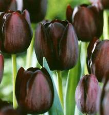 Black tulips queen for sale  PRESTON