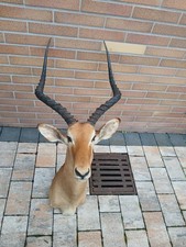 Trophäe afrika großer gebraucht kaufen Trophäe afrika großer gebraucht kaufen  Bad Soden-Salmünster