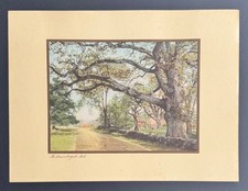 Great wayside oak for sale  Blaine