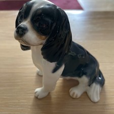 king charles spaniel dog for sale king charles spaniel dog for sale MORECAMBE