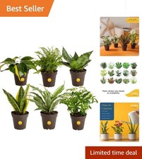 live house plants beautiful for sale live house plants beautiful for sale Denver