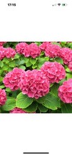 Hydrangea macrophylla red for sale  CRAIGAVON