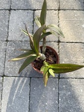Dendrobium aprichart rainbow for sale  ORPINGTON