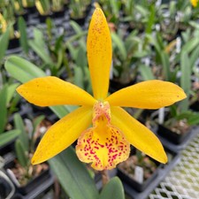 Small bl. richard for sale  Akron