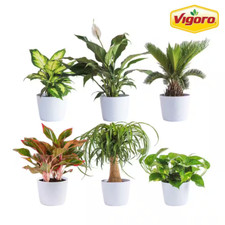 6pk assorted indoor for sale  Elizabeth