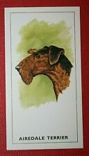 Airedale terrier vintage for sale  DERBY