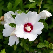 Garteneibisch hibiscus syriacu gebraucht kaufen  Düsseldorf