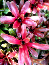 Bromeliad cluster miniature for sale  Sarasota