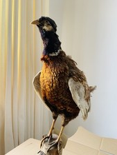Taxidermy pheasant stuffed for sale  LONDON