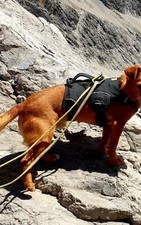 Ruffwear hundegeschirr tragegr gebraucht kaufen  Hindelang