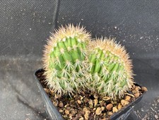 Pachycereus pringlei crest usato  Massafra