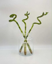 Lucky bamboo 40cm for sale  CARDIFF