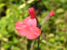 Salvia orange door for sale  BECCLES