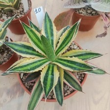 Agave lophanta variegata usato  Porto Cesareo