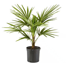 Gal. windmill palm for sale  USA