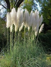 Samen winterharte frostharte gebraucht kaufen Samen winterharte frostharte gebraucht kaufen  Calw