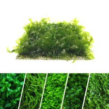 Aquarium moss aquarium for sale  LONDON