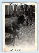Photo dog strange for sale  Sweet Grass