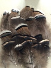 American heritage turkey for sale  Raleigh