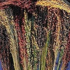 Multi colored broom for sale  Russell