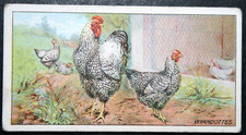 Wyandotte poultry vintage for sale  DERBY