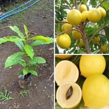 Grafteds Abiu Pouteria Caimito árvore frutífera livre pitossanitária comprar usado  Enviando para Brazil