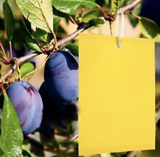 Pezzi trappole appiccicose usato  Zanica