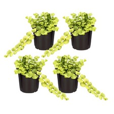 Creeping jenny plant for sale  East Falmouth