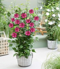 Baldur garten hibiskus gebraucht kaufen  Bensheim