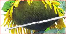 Sonnenblumensamen samen sonnen gebraucht kaufen  München