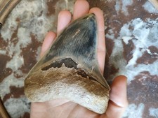 Dent mégalodon spécimen d'occasion  Nancy-