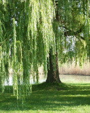 Salice piangente salix usato  Roma