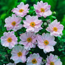 Perennial plants japanese for sale  PETERBOROUGH