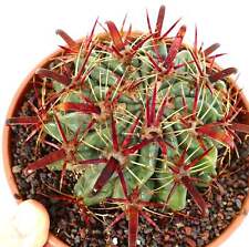 Ferocactus latispinus spine usato  Napoli