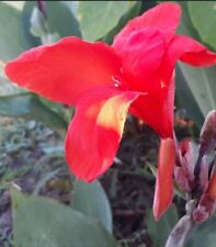 Canna lily rhizomes for sale  Mullins