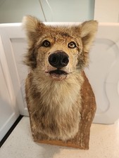 Vintage taxidermy coyote for sale  Granby