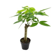 Live money tree for sale  Casper
