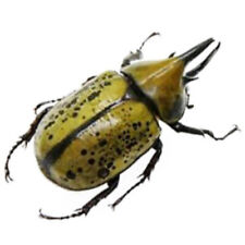 Dynastes tityus male for sale  Sahuarita