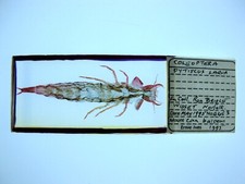 Vintage microscope slide for sale  BRISTOL