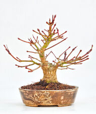 Bonsai fächerahorn acer gebraucht kaufen  Berlin