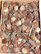100 lärchenzapfen klein gebraucht kaufen  Altdorf b.Nürnberg