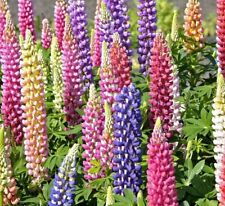 Russell lupine flower for sale  Berwyn