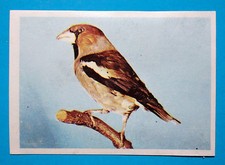 Figurina panini animali usato  Italia