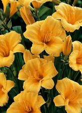 Blooming stella oro for sale  Scottsville