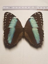 Morpho achilles weibchen gebraucht kaufen  Halle