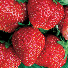 Strawberry red gauntlet for sale  UK