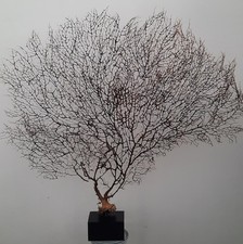 Curiosité taxidermie superbe d'occasion Curiosité taxidermie superbe d'occasion  Montpellier-