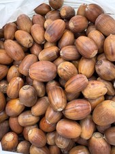 English oak acorns for sale  FARNBOROUGH