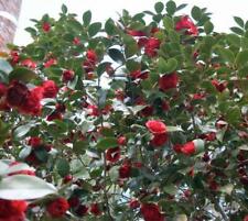 pots plants peony for sale pots plants peony for sale Pelzer