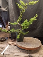 Larch for bonsai d'occasion  Expédié en Belgium